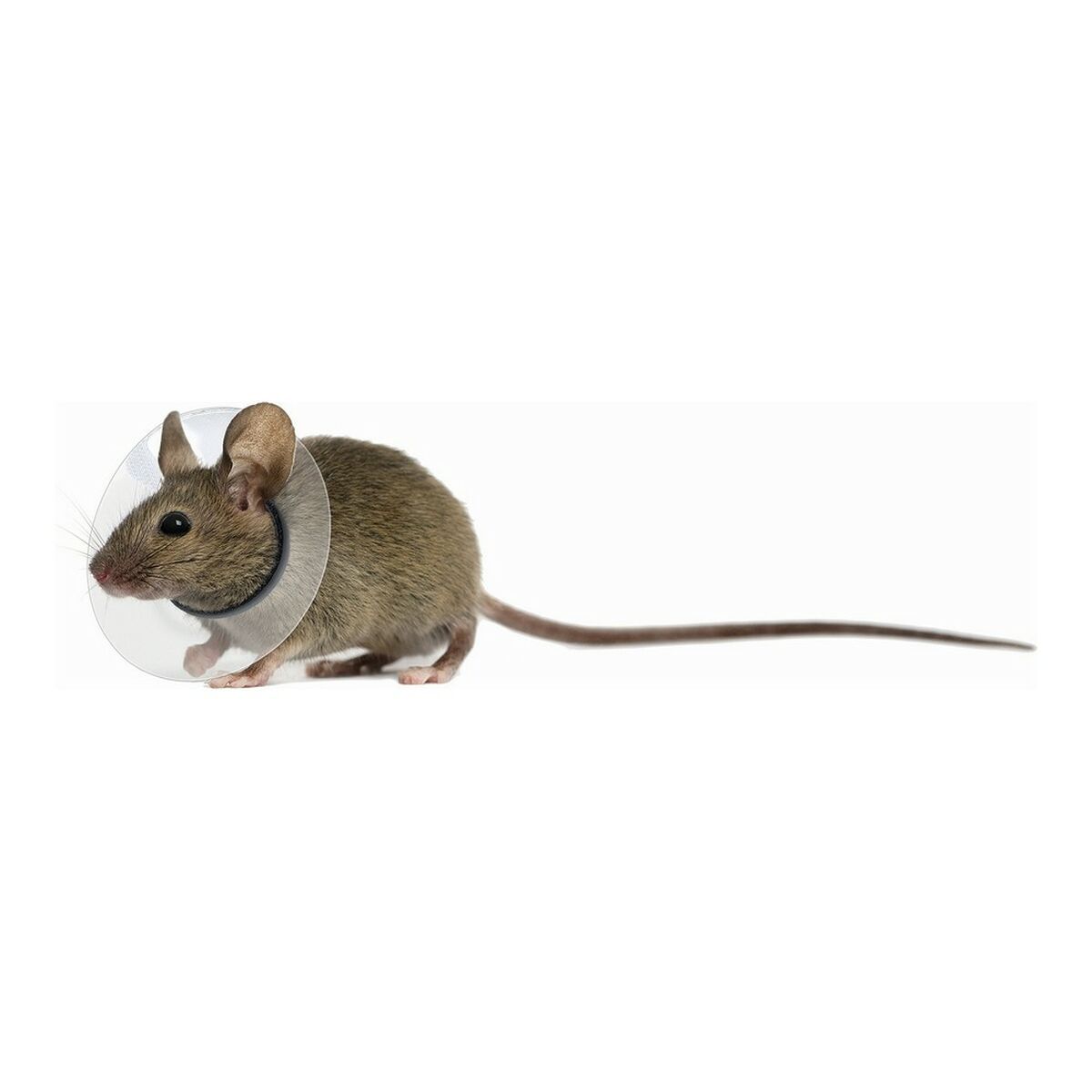 KALINDRA | BB. Elizabethan Collar for Rodents KVP Transparent 5.75-7.5 cm