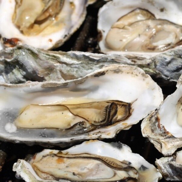 Oysters | Lynnhaven - min 100