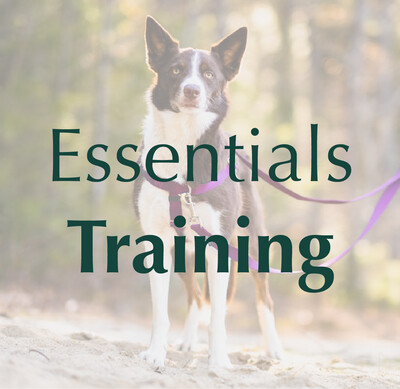 Essentials - Training