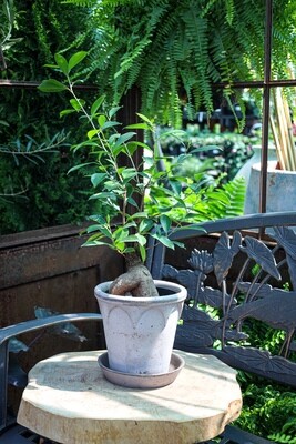 Ficus - Ficus Microcarpa 'Ginseng' 6&Quot;