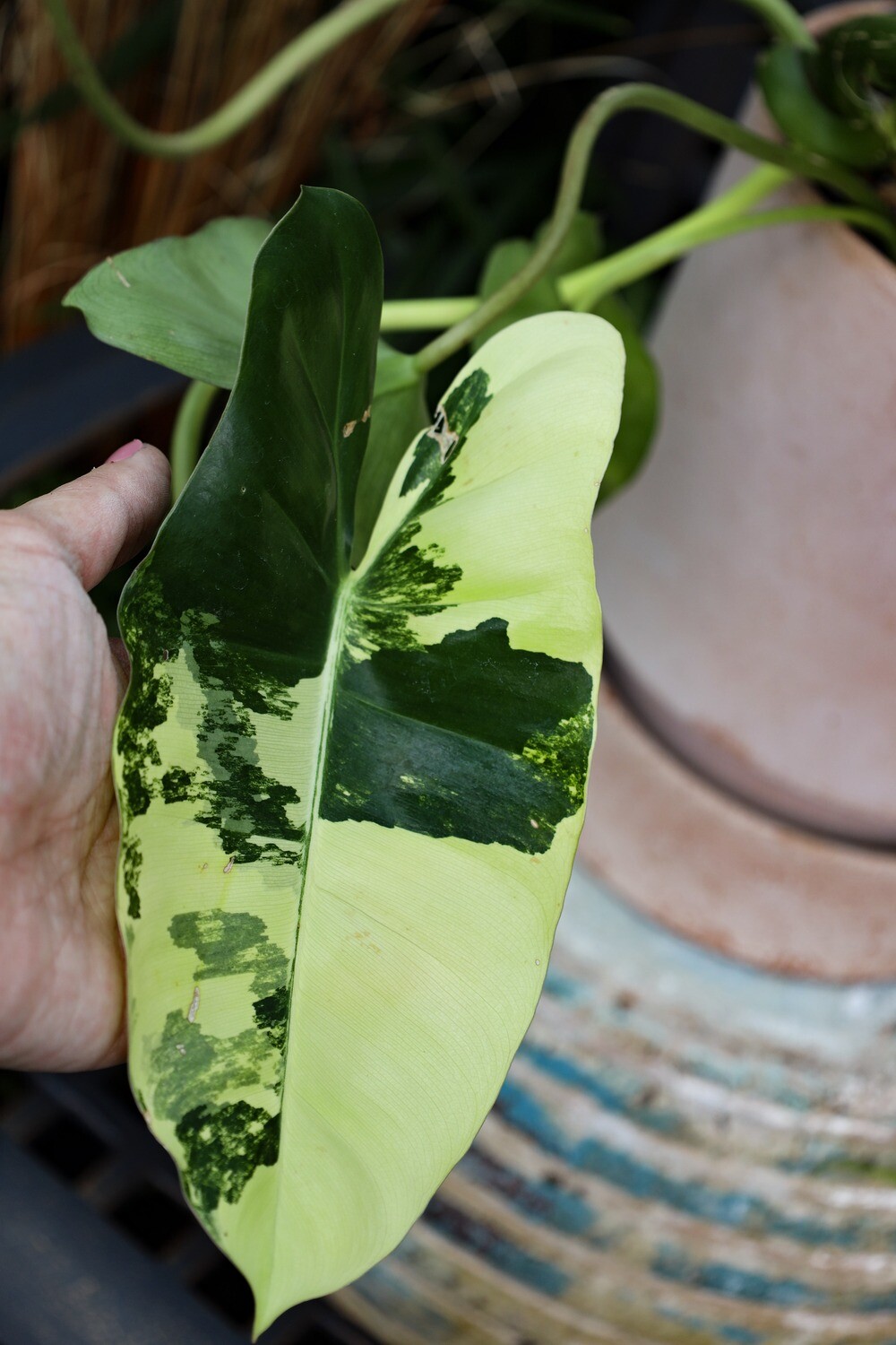 Philodendron - Philodendron 'Burle Marx' Variegated 4