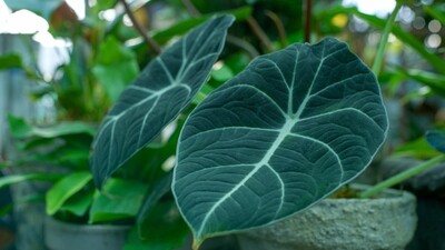 Alocasia - Alocasia Reginula 'Black Velvet' 4&Quot;