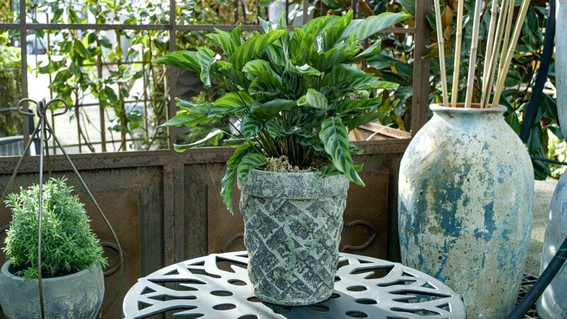 Calathea - Calathea Concinna 'Freddie' 6&Quot;