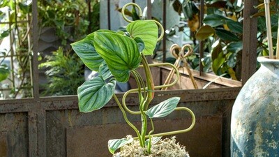 Philodendron - Philodendron Plowmanii 4