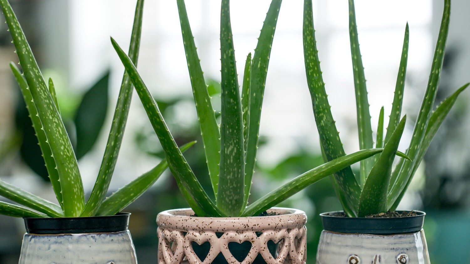 Aloe Vera - Aloe Barbadensis 6&Quot;