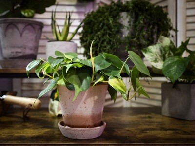 Philodendron Brasil - Philodendron Hederaceum 'Brasil' 4&Quot;