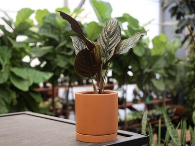 Calathea - Calathea 'Ornata' 4&Quot;