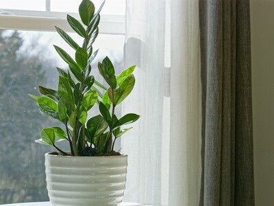 Zz Plant - Zamioculcas Zamifolia 'Jade' 6&Quot;