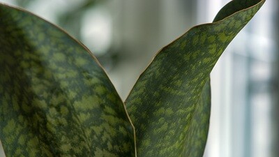 Snake Plant - Sansevieria Masoniana 'Whale Fin' 6