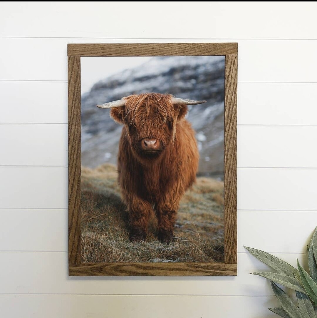 Highland Calf Framed Canvas