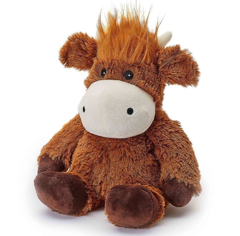 Highland Cow