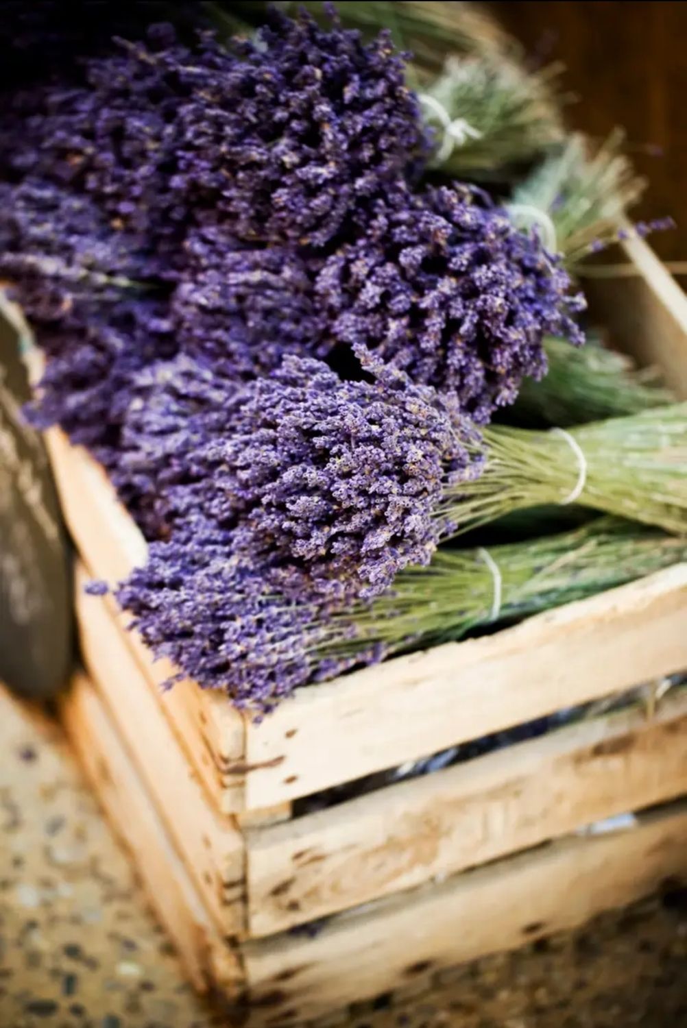 Dried Lavender