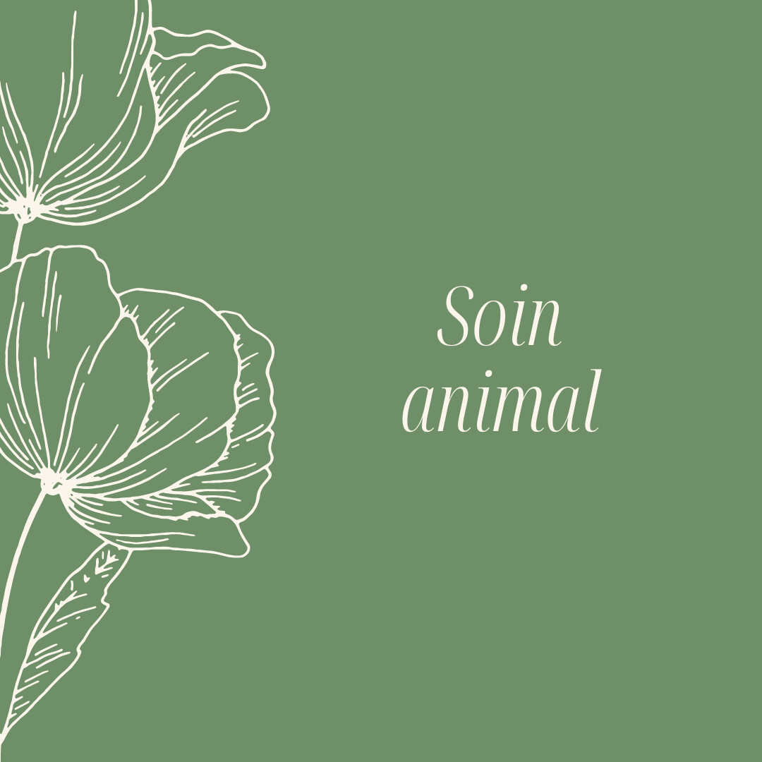 Soin énergétique humain/animal