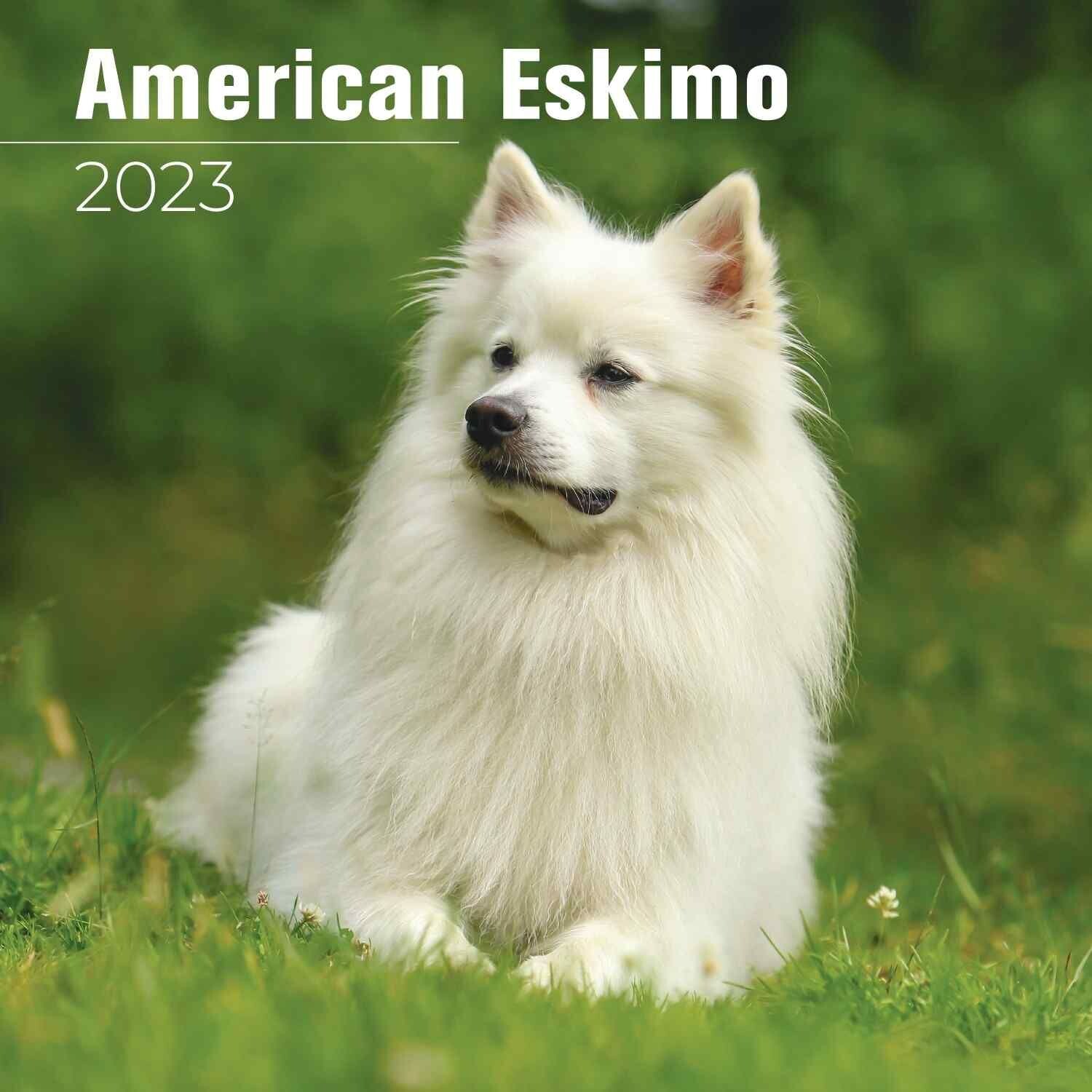 How Much American Eskimo Dog Cost