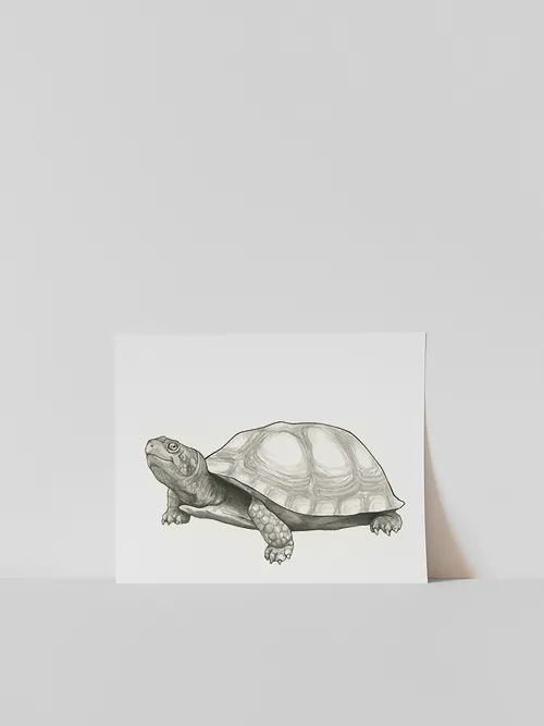 Vitticore Print Merv the Turtle 5X7
