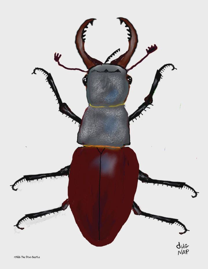 Dug Nap Print &quot;The Stag Beetle&quot;