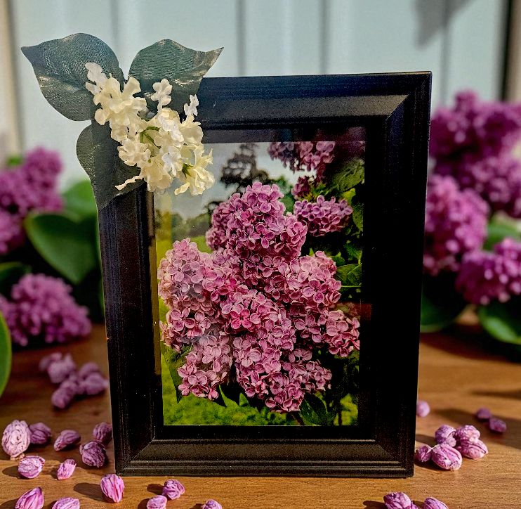 Mishler Framed Print Lilac Black