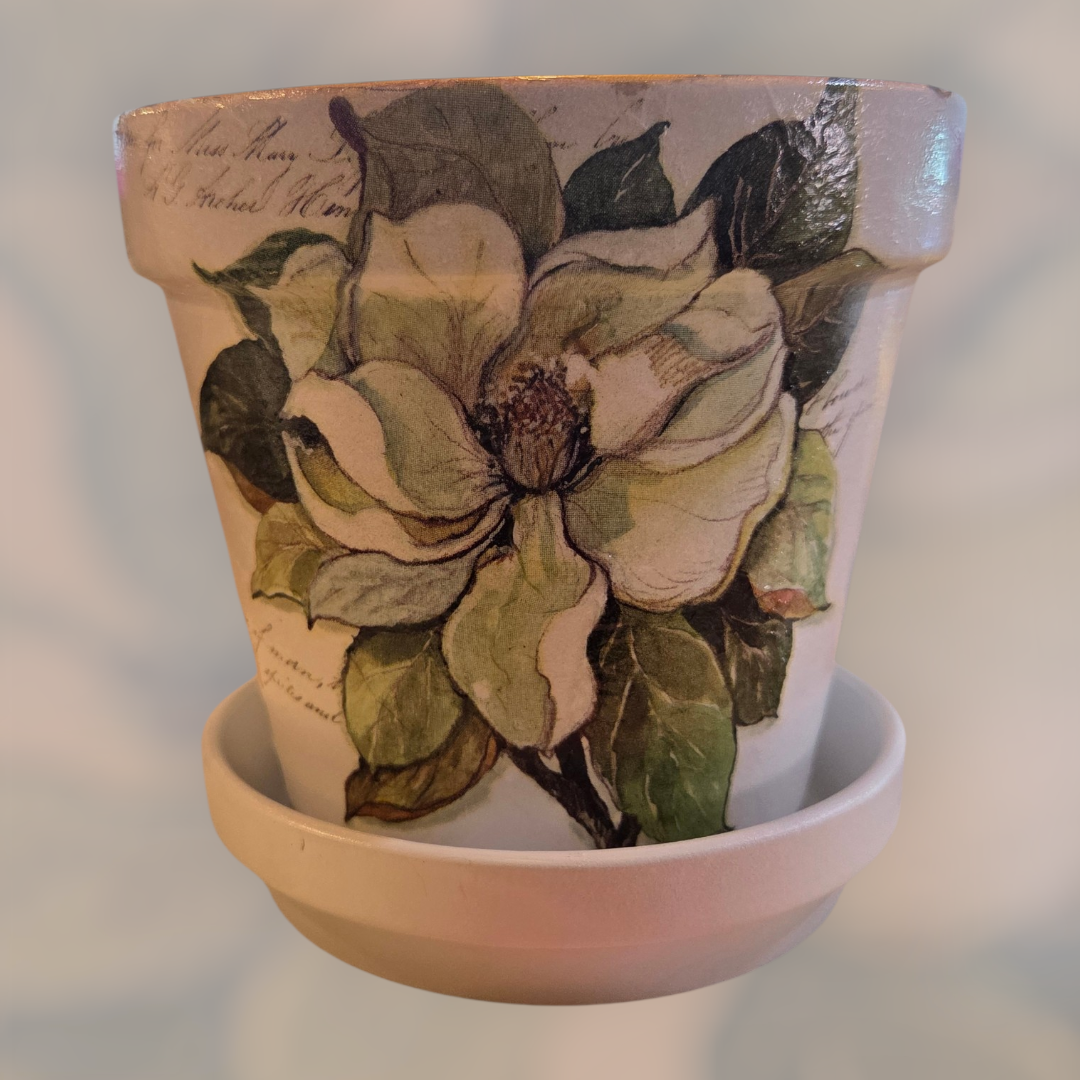 Wilson Planter Magnolia