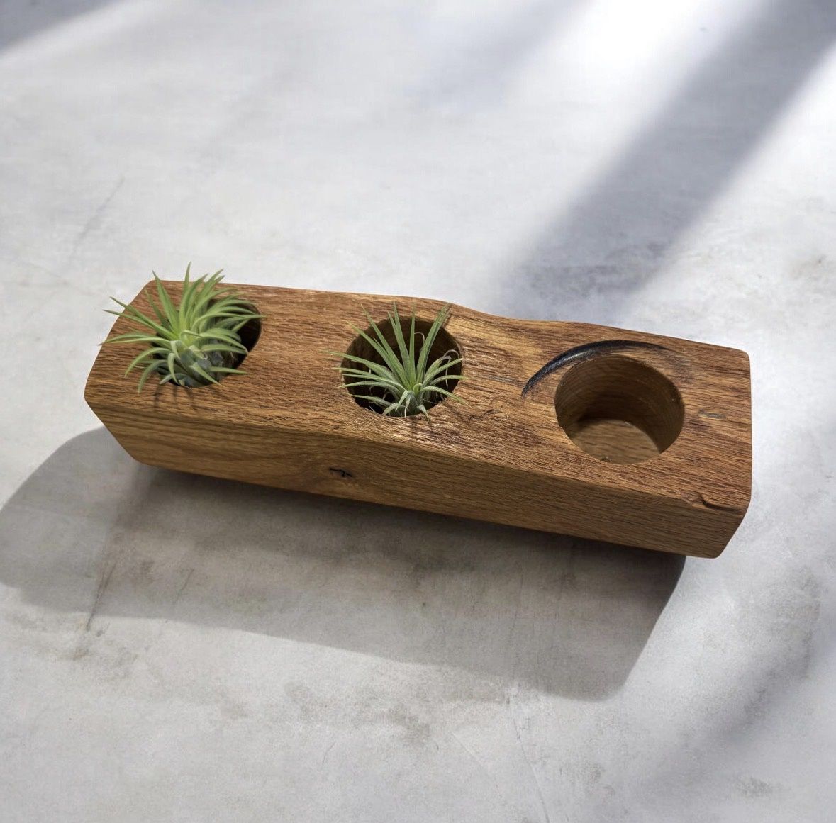 On The Edge Live Edge Black Oak Succulent Planter