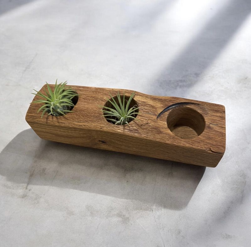 On The Edge Live Edge Black Oak Succulent Planter