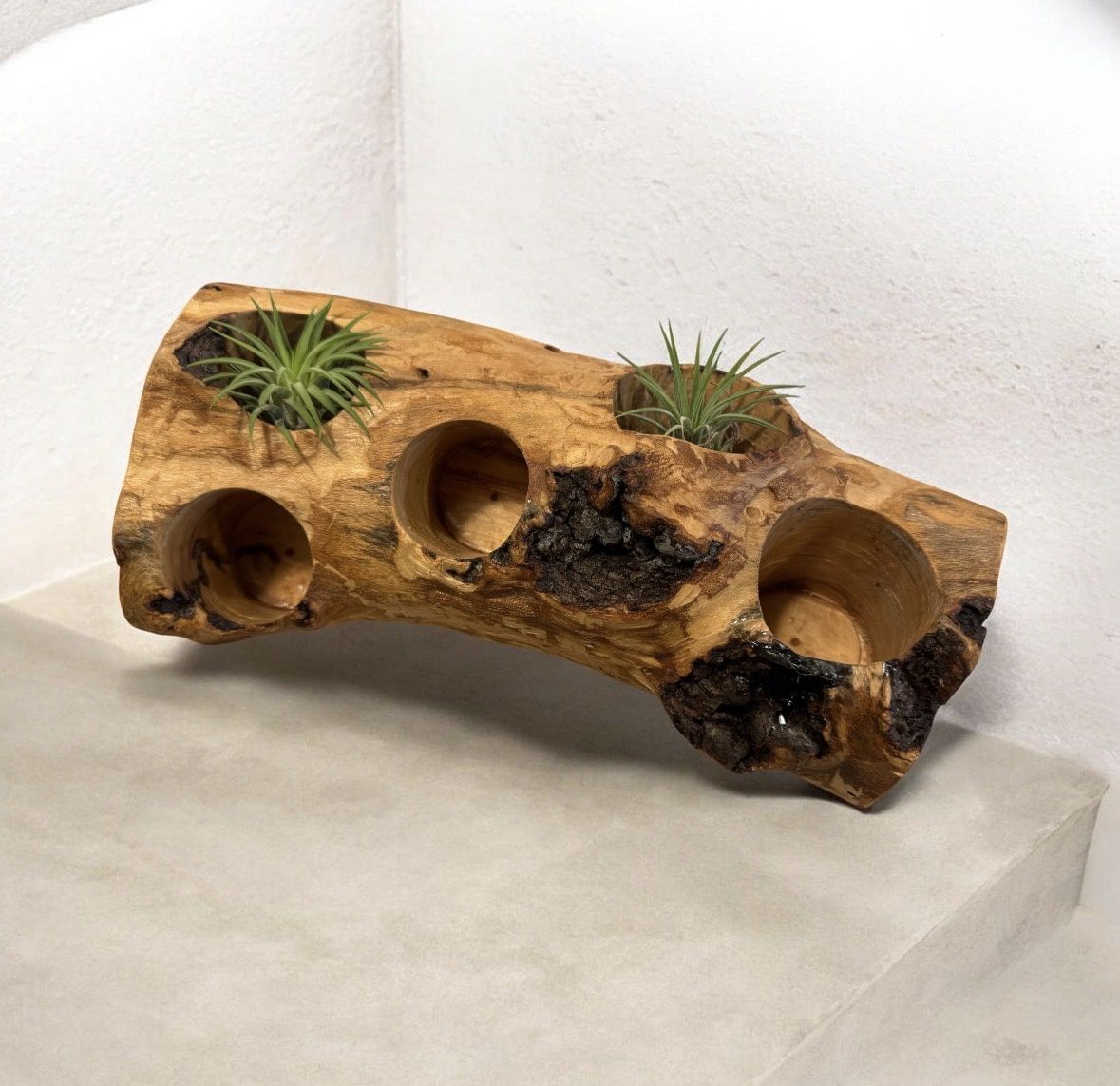 On The Edge Beech Wood Log Succulent Planter