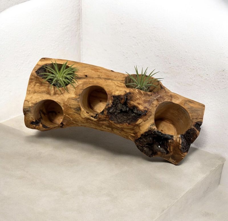 On The Edge Beech Wood Log Succulent Planter