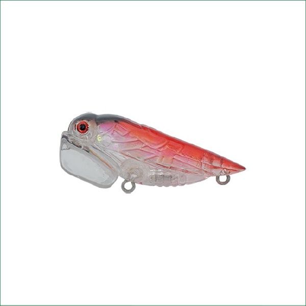 Bushranger Cicada, Colour: 002
