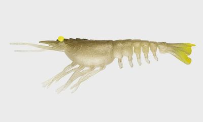 Switcher Shrimp