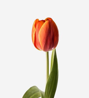Spring & Easter