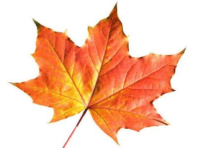 Fall/Autumn