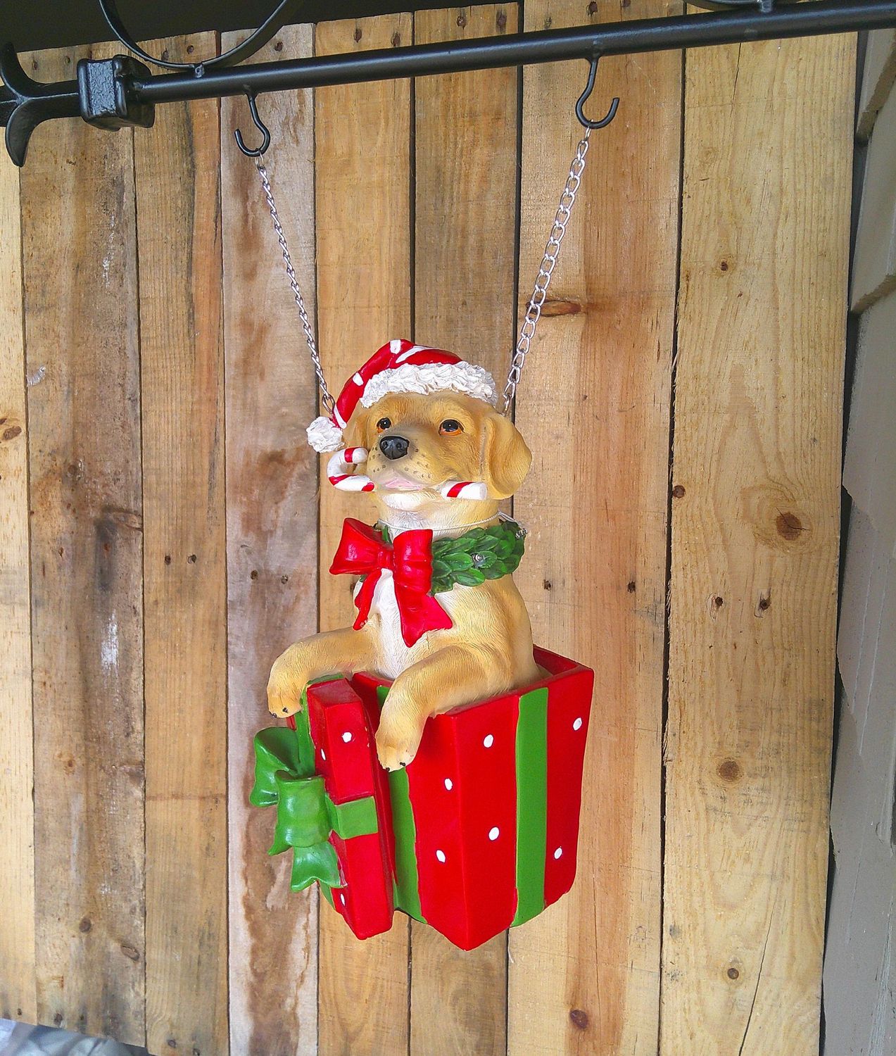 Dog In Package