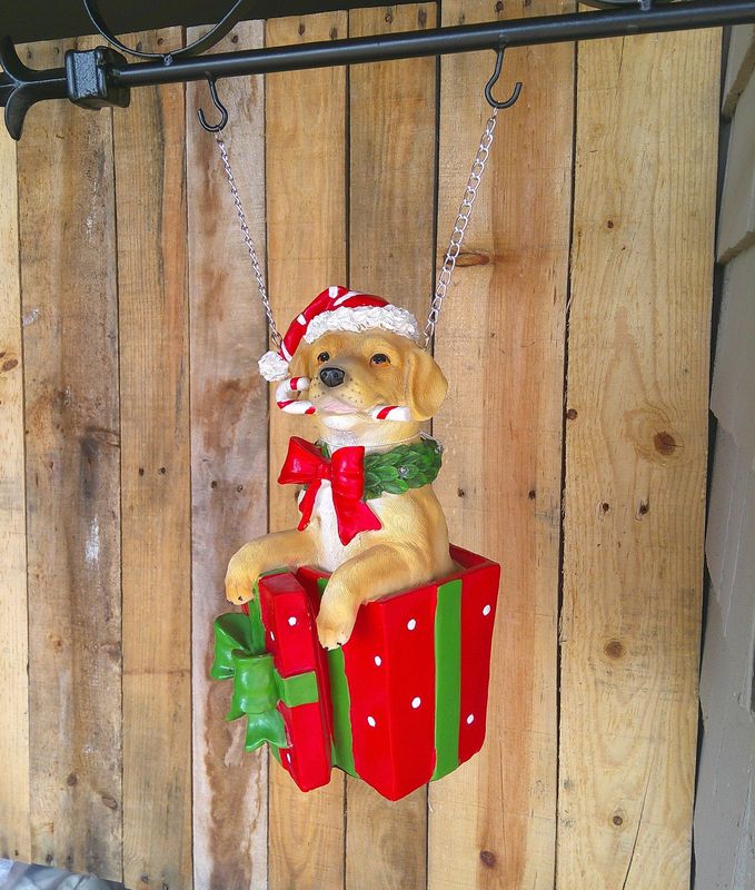 Dog In Package