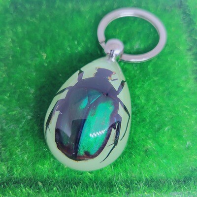 Real Animal Glow In The Dark Beetle Key Ring