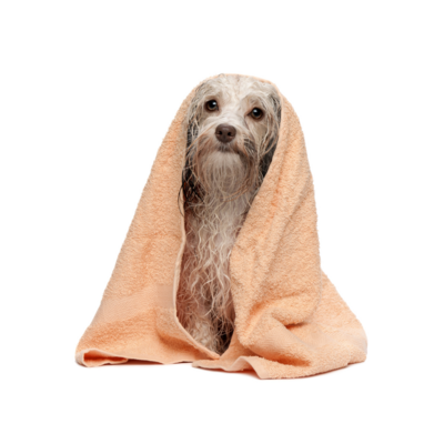 Grooming &amp; Hygiene