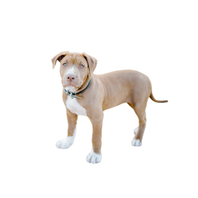 Collars, Leashes &amp; Harnesses