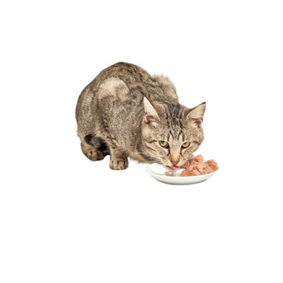 Raw Food