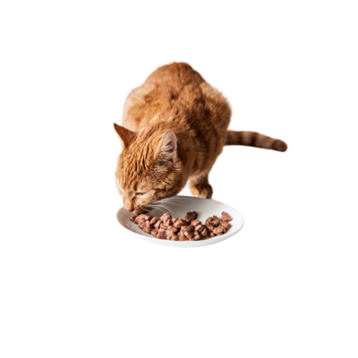 Dehydrated &amp; Freeze-Dried