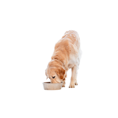 Dry Kibble