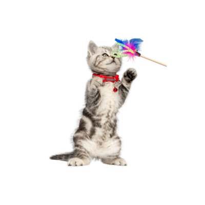 Toys &amp; Catnip