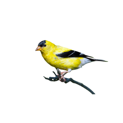 Bird Feeders