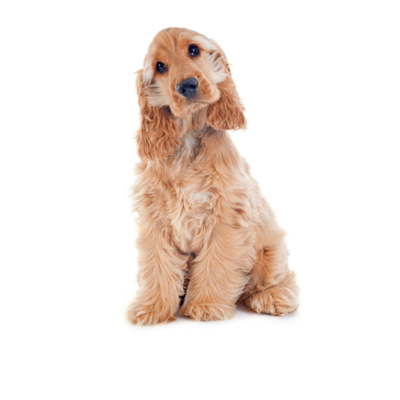 Dehydrated, Air &amp; Freeze-Dried