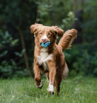 Tug &amp; Toss