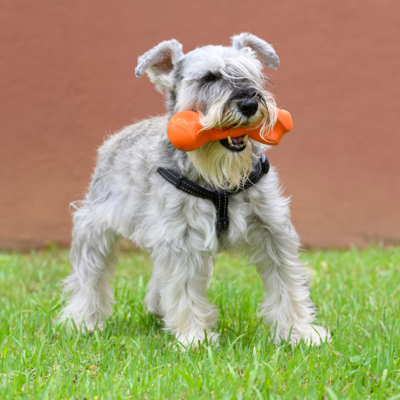 Chew &amp; Durable