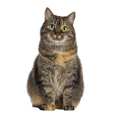 Urinary Care