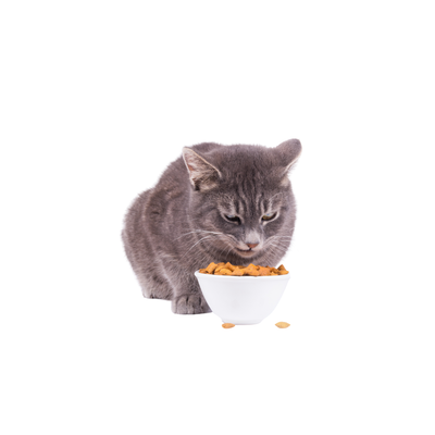 Dry Kibble