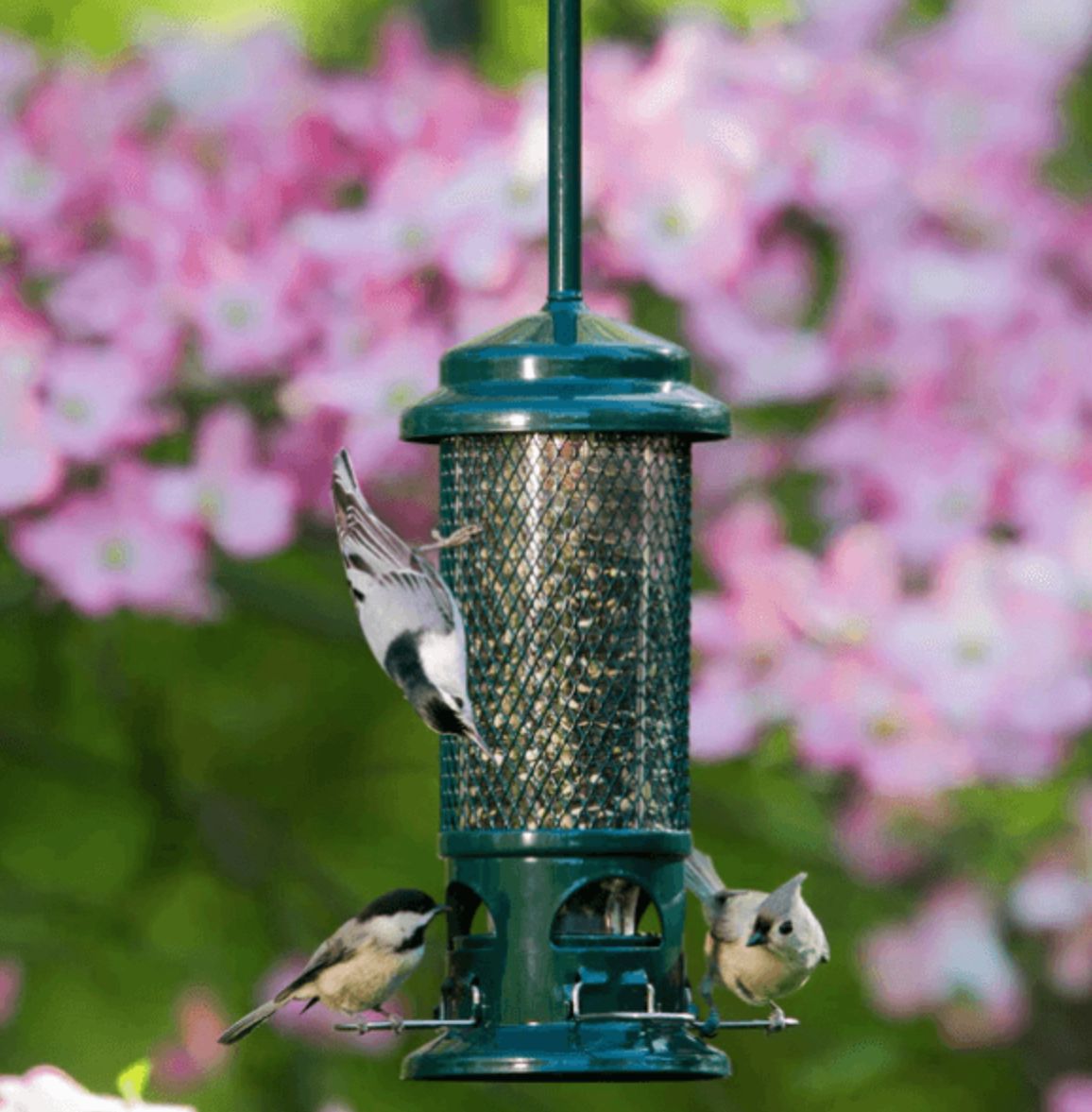 Squirrel Buster Mini 454g