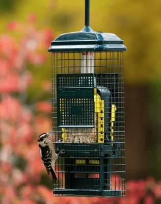 Squirrel Buster Suet