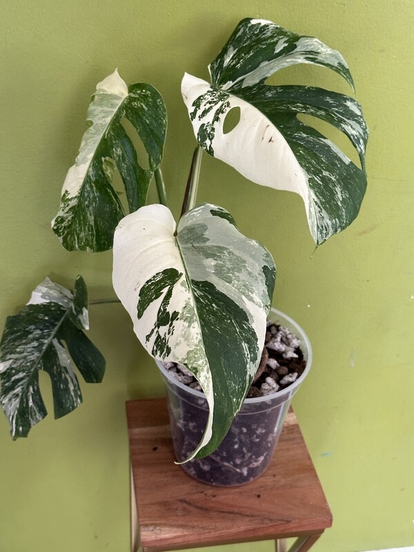 Rare House Plants