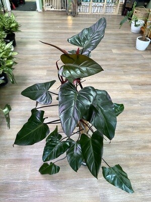Dark Lord Philodendron