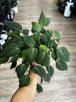 6" Philodendron Mican